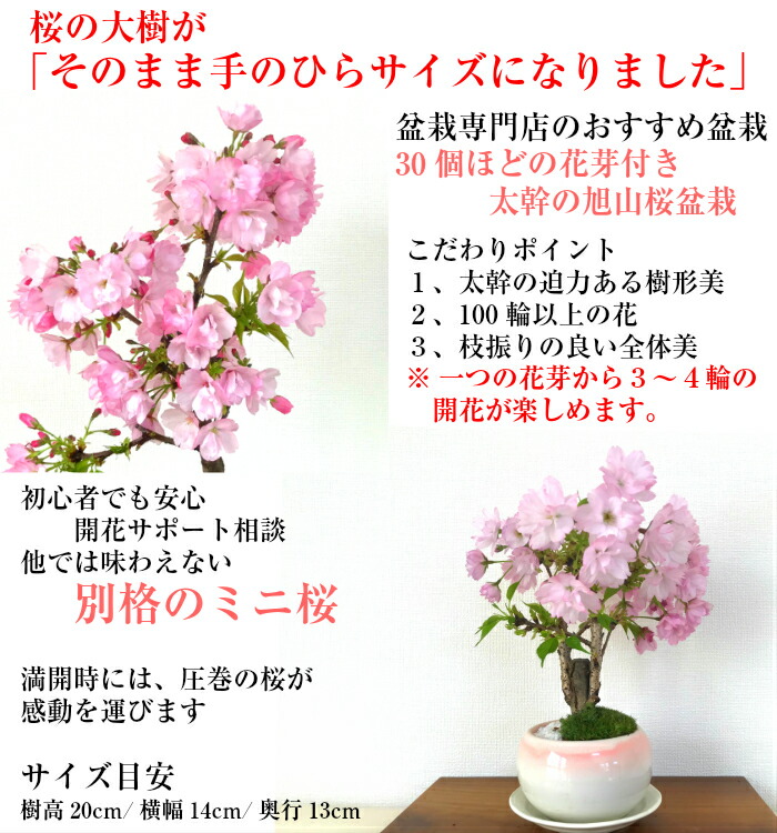 無料 太幹 旭山桜 ギフト およそ30以上の蕾付 盆栽 盆栽 盆栽 桜 趣味 八重桜 人気 桜 盆栽 ミニ 室内 初心者 趣味 おしゃれ盆栽 盆栽 ギフト 桜盆栽 誕生日 フラワーギフト バレンタイン ギフト ホワイトデー