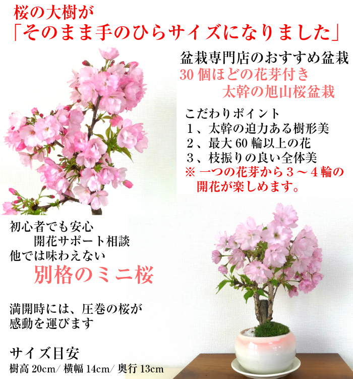 盆栽 桜 ギフト 無料 樹齢5年 太幹 旭山桜 八重桜盆栽 桜 ミニ 室内 初心者 趣味 人気 ギフト おしゃれ盆栽 ギフト 桜盆栽 誕生日 フラワーギフト バレンタイン ギフト ホワイトデー Napierprison Com