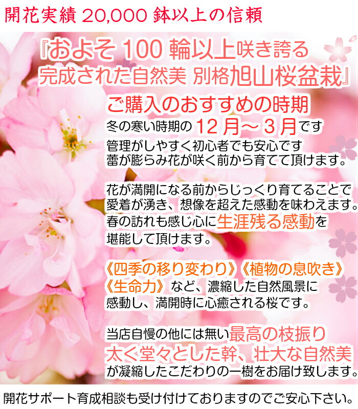 無料 太幹 旭山桜 ギフト およそ30以上の蕾付 盆栽 盆栽 盆栽 桜 趣味 八重桜 人気 桜 盆栽 ミニ 室内 初心者 趣味 おしゃれ盆栽 盆栽 ギフト 桜盆栽 誕生日 フラワーギフト バレンタイン ギフト ホワイトデー