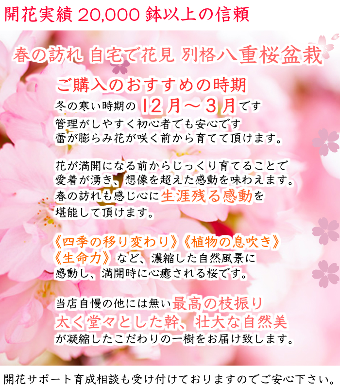 鉢植え 無料 盆栽 自宅 八重桜 ギフト ギフト ミニ 無料 盆栽 室内 八重桜 桜 おしゃれ 誕生日 お花見 桜 初心者 桜鉢植え お祝い ギフト プレゼント フラワーギフト 八重桜 盆栽 ギフト 無料 ミニ盆栽 八重咲 30以上の蕾をつけた八重桜盆栽 桜 ミニ