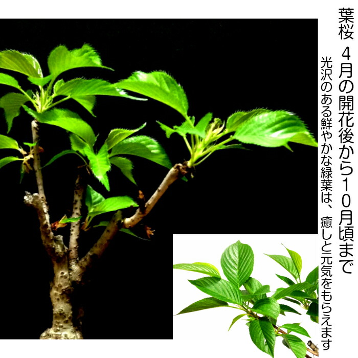 鉢植え 無料 盆栽 自宅 八重桜 ギフト ギフト ミニ 無料 盆栽 室内 八重桜 桜 おしゃれ 誕生日 お花見 桜 初心者 桜鉢植え お祝い ギフト プレゼント フラワーギフト 八重桜 盆栽 ギフト 無料 ミニ盆栽 八重咲 30以上の蕾をつけた八重桜盆栽 桜 ミニ
