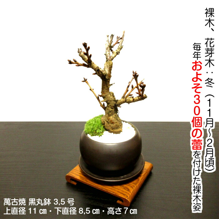 無料 太幹 旭山桜 ギフト およそ30以上の蕾付 盆栽 盆栽 盆栽 桜 趣味 八重桜 人気 桜 盆栽 ミニ 室内 初心者 趣味 おしゃれ盆栽 盆栽 ギフト 桜盆栽 誕生日 フラワーギフト バレンタイン ギフト ホワイトデー 無料 太幹 旭山桜 ギフト およそ30以上の蕾付 盆栽 盆栽 盆栽 桜 趣味 八重桜 人気 桜 盆栽 ミニ 室内 初心者 趣味 おしゃれ盆栽 盆栽 ギフト 桜盆栽 誕生日 フラワーギフト バレンタイン ギフト ホワイトデー