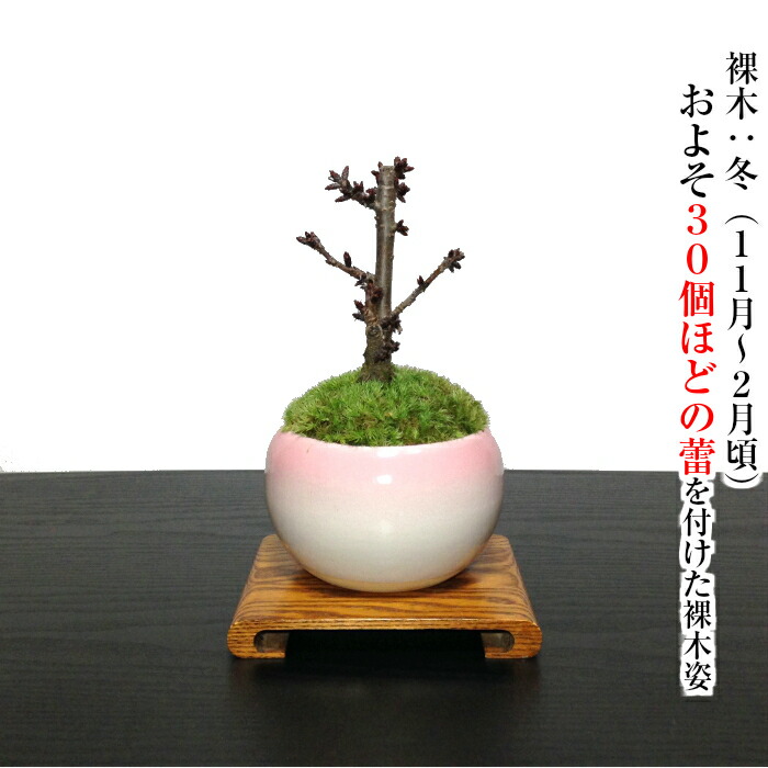 盆栽 薔薇色 旭山桜 ミニ 盆栽 鉢植え 領域のつぼみラッキー 樹齢3老齢 ループライン以上の佳境を咲かせる八重花盆栽 桜 ミニ 室内 生煮人格者 還暦 インテリアデコレーション緑であること 桜 今日的盆栽 御花賜物 生れ出る時日 桜盆栽 Alphahairproducts Com
