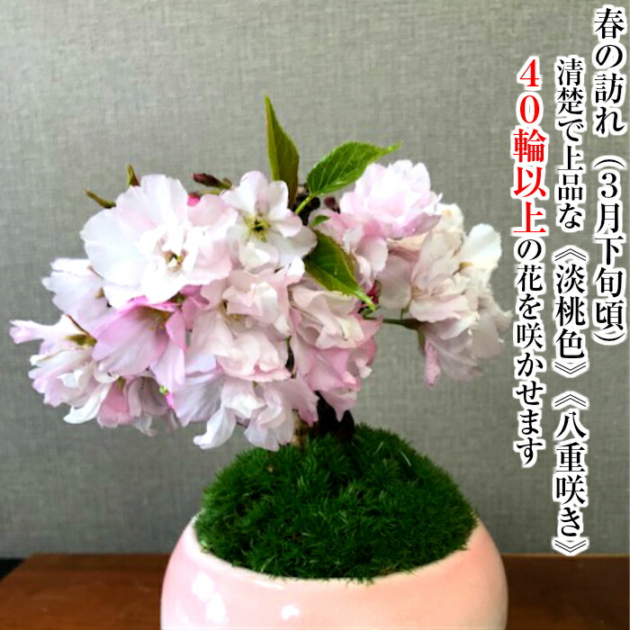 盆栽誕生日桜八重桜ギフト桜無料樹齢3年個ほどの蕾盆栽八重桜桜ミニ室内初心者還暦インテリアグリーン桜モダン盆栽フラワーギフト誕生日 桜盆栽盆栽桜ミニ八重桜ギフト無料