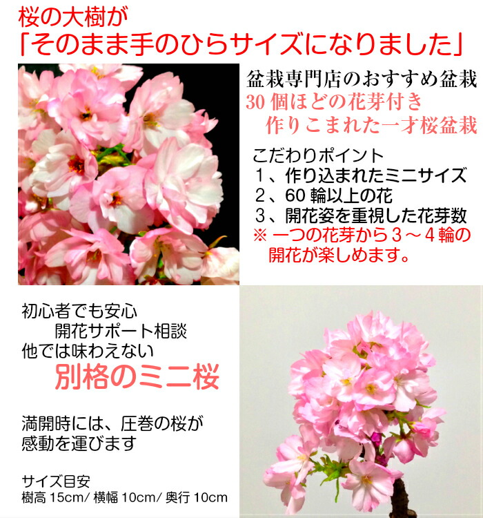 フラワーギフト 盆栽 ミニ 桜 インテリアグリーン 旭山桜 モダン盆栽 ギフト 花 観葉植物 旭山桜 桜 樹齢3年 盆栽 桜盆栽 花心盆栽 桜 誕生日 初心者 鉢植え 程の蕾付 室内 桜 鉢植え ミニ 旭山桜 盆栽 店盆栽 還暦 輪以上の花を咲かせる八重花盆栽 無料