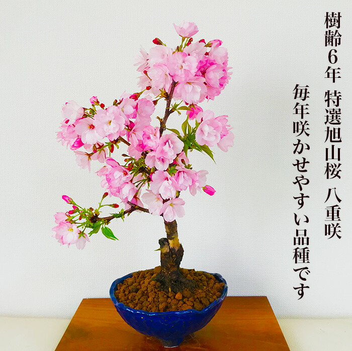 人気花物盆栽：桜・藤寄せ植え(大・瀬戸焼鉢* (2023年春開花予定