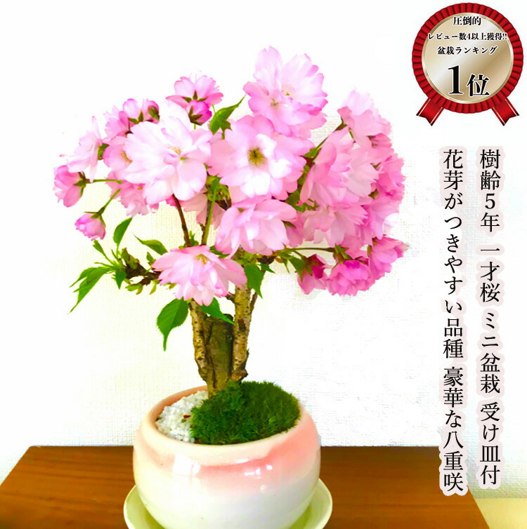 100％品質 盆栽 桜 2023開花終了 ミニ盆栽 八重桜 ランキング1位 樹齢3年 一才桜 八重咲<br>園芸 趣味 人気 ギフト ミニ 室内  初心者 還暦 花 フラワーギフト 誕生日 プレゼント<br>