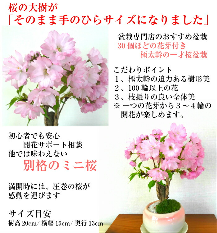 鉢植え 桜 盆栽 八重桜 ミニ桜 樹齢5年 盆栽 ミニ 一才桜 還暦 桜 誕生日 30程の蕾付 盆栽 シンボルツリー 誕生日 フラワーギフト お祝い ギフト 桜盆栽 盆栽 桜 一才桜 八重桜 ミニ桜 鉢植え 30程の蕾付 30輪以上の花を咲かせる八重桜 盆栽 桜 ミニ 初心者 鉢植え 桜 盆栽 八重桜 ミニ桜 樹齢5年 盆栽 ミニ 一才桜 還暦 桜 誕生日 30程の蕾付 盆栽 シンボルツリー 誕生日 フラワーギフト お祝い ギフト 桜盆栽 盆栽 桜 一才桜 八重桜 ミニ桜 鉢植え 30程の蕾付 30輪以上の花を咲かせる八重桜 盆栽 桜 ミニ 初心者