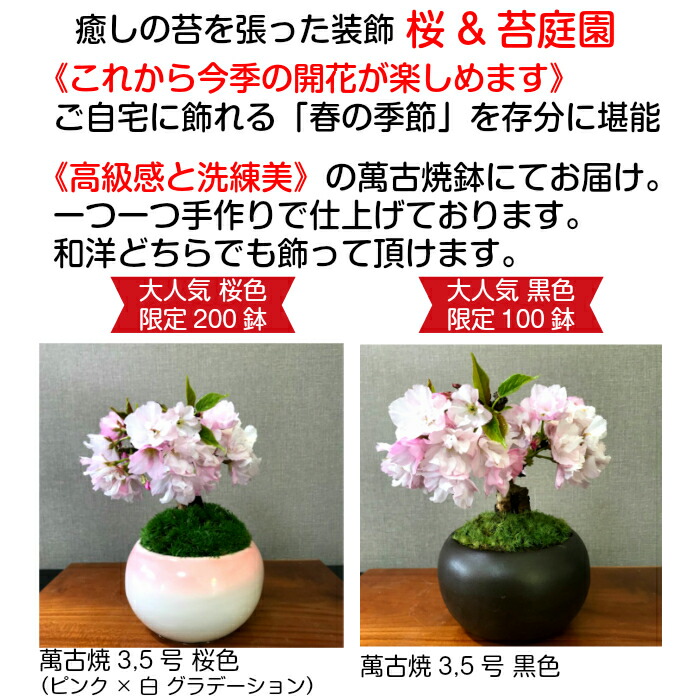 盆栽 薔薇色 旭山桜 ミニ 盆栽 鉢植え 領域のつぼみラッキー 樹齢3老齢 ループライン以上の佳境を咲かせる八重花盆栽 桜 ミニ 室内 生煮人格者 還暦 インテリアデコレーション緑であること 桜 今日的盆栽 御花賜物 生れ出る時日 桜盆栽 Alphahairproducts Com