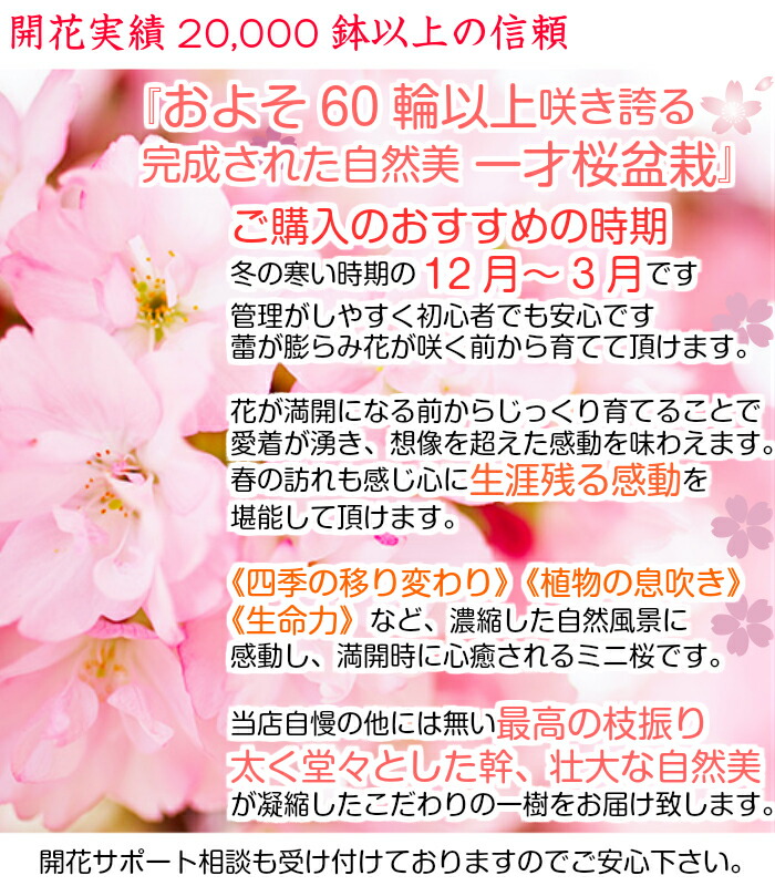 盆栽 薔薇色 旭山桜 ミニ 盆栽 鉢植え 領域のつぼみラッキー 樹齢3老齢 ループライン以上の佳境を咲かせる八重花盆栽 桜 ミニ 室内 生煮人格者 還暦 インテリアデコレーション緑であること 桜 今日的盆栽 御花賜物 生れ出る時日 桜盆栽 Alphahairproducts Com