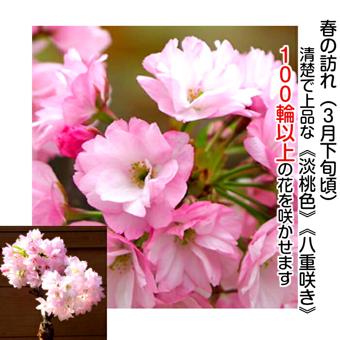 盆栽 桜 極上 Ssランク 一才桜盆栽 50個以上の蕾付き 樹齢6年 極太幹一才桜盆栽 八重咲盆栽 ミニ 初心者 室内 おしゃれ インテリア 盆栽 ギフト 誕生日 還暦 フラワーギフト プレゼント 観葉植物 送料無料 あす楽 Napierprison Com