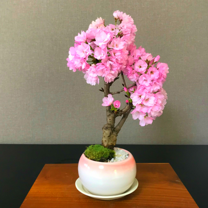 ギフトに最適 桜盆栽のおすすめランキング 1ページ ｇランキング