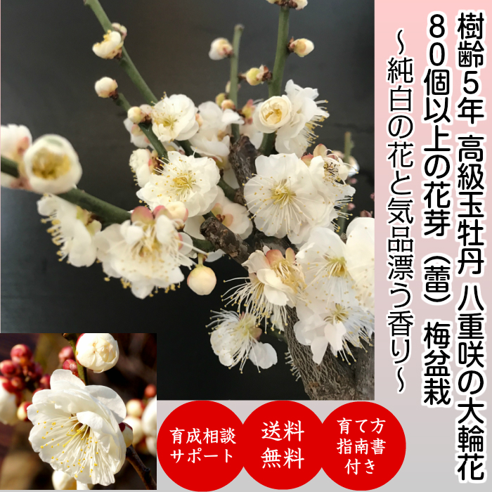 盆栽 梅 壱位地威儀 固り牡丹 鉢植え 80個以上の花芽幸 単科大学輪花 幹太幹 白梅盆栽 樹齢5歳次 八重咲き 玉牡丹梅盆栽 梅 ミニ 室内 生馴人 章樹木 お祝儀 生れでる日付 盆栽 贈呈品 ブロッサムギフト Ashika Fr