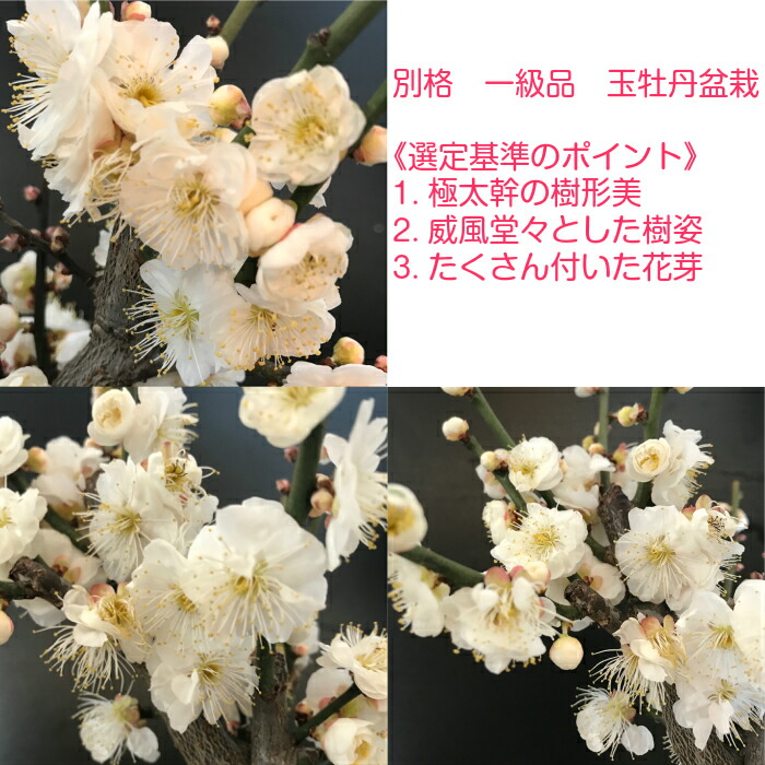 盆栽 ミニ 梅 極太幹 玉牡丹 梅 梅盆栽 80個以上の花芽 蕾 樹齢5年 盆栽 八重咲き大輪花梅 盆栽 梅 ミニ 誕生日 ギフト 正月飾り 梅 モダン盆栽 盆栽 ギフト 盆栽梅 盆栽 梅 一級品 玉牡丹梅 80個以上の花芽付き 大輪花の幹太白梅盆栽 樹齢5年 極太幹の梅盆栽 盆栽 ミニ 梅 極太幹 玉牡丹 梅 梅盆栽 80個以上の花芽 蕾 樹齢5年 盆栽 八重咲き大輪花梅 盆栽 梅 ミニ 誕生日 ギフト 正月飾り 梅 モダン盆栽 盆栽 ギフト 盆栽梅 盆栽 梅 一級品 玉牡丹梅 80個以上の花芽付き 大輪花の幹太白梅盆栽 樹齢5年 極太幹の梅盆栽