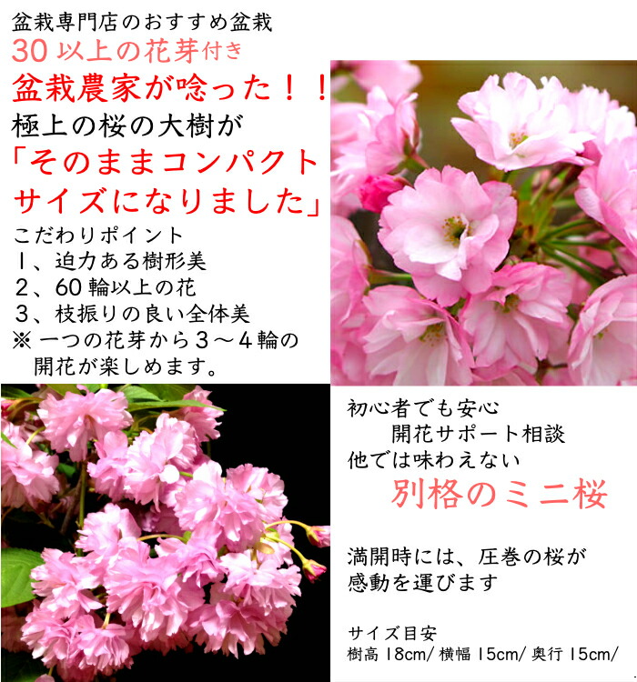 盆栽 趣味 鉢植え 桜 ギフト 盆栽 フラワーギフト花 ガーデン Diy お花見 八重桜 無料 桜 ミニ 桜 初心者 自宅 室内 おしゃれ 桜鉢植え 誕生日 お祝い ギフト プレゼント フラワーギフト 八重桜 盆栽 ギフト 無料 ミニ盆栽 八重咲 30以上の蕾をつけた八重桜盆栽 桜 ミニ