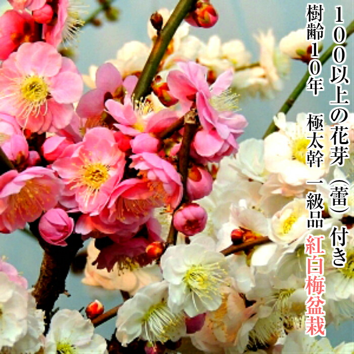 楽天市場】盆栽 梅 希少 白梅 八重咲 玉牡丹梅 鉢植え たくさんの花芽