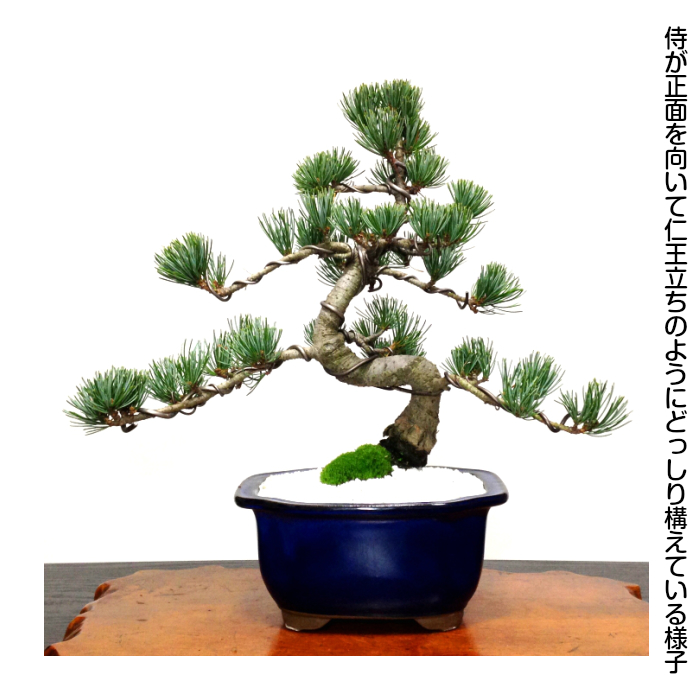 hanagokoro-bonsai | 日本乐天市场: 盆景松一点