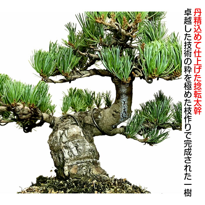 盆栽 盆栽 盆栽 松 誕生日 本場高松の極上一点物 初心者でも安心 盆栽育て方指南書 同梱 五葉松 送料無料 寿福極太捻転幹の銀八房五葉松盆栽 開店祝い 松 プレゼント 松 父親 誕生日 盆栽ギフト 盆栽 松 一点物 現品出荷 樹齢25年 高松五葉松 寿福極太捻転幹の銀八房 盆栽 盆栽 盆栽 松 誕生日 本場高松の極上一点物 初心者でも安心 盆栽育て方指南書 同梱 五葉松 送料無料 寿福極太捻転幹の銀八房五葉松盆栽 開店祝い 松 プレゼント 松 父親 誕生日 盆栽ギフト 盆栽 松 一点物 現品出荷 樹齢25年 高松五葉松 寿福極太捻転幹の銀八房