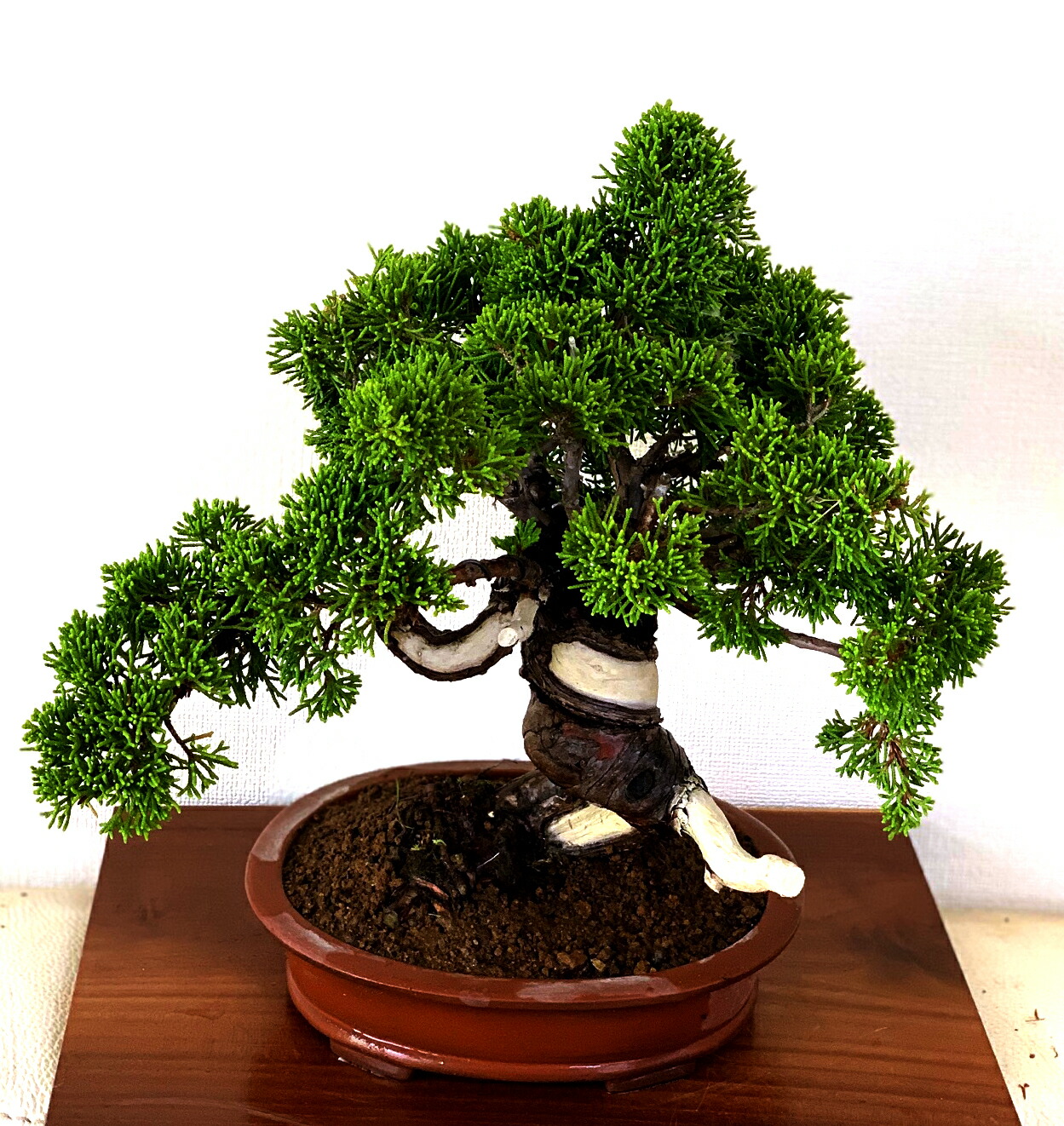 樹齢25年 盆栽 花 観葉植物 盆栽 高級一点物 松 真柏 フラワーギフト 植物 小品盆栽 糸魚川真柏 趣味 送料無料 趣味 誕生日 プレゼント 植物 一点物 小品盆栽 高級盆栽 展示用盆栽 盆栽 真柏 樹齢25年 高級 一点物 糸魚川真柏 最高峰品質 糸魚川ブランド真柏 送料無料 樹齢25年 盆栽 花 観葉植物 盆栽 高級一点物 松 真柏 フラワーギフト 植物 小品盆栽 糸魚川真柏 趣味 送料無料 趣味 誕生日 プレゼント 植物 一点物 小品盆栽 高級盆栽 展示用盆栽 盆栽 真柏 樹齢25年 高級 一点物 糸魚川真柏 最高峰品質 糸魚川ブランド真柏 送料無料