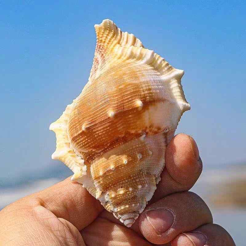 楽天市場】貝 置物 オブジェ シェル ガラス製 おしゃれ かわいい