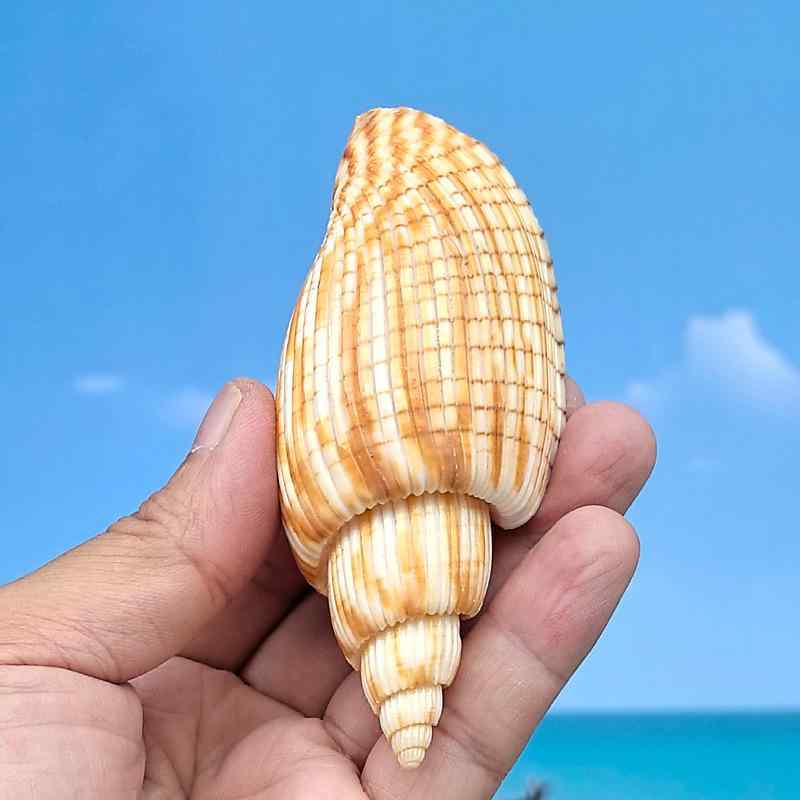 楽天市場】ホラガイ 吹ける 超大型 約22cmから40cm 天然 法螺貝 貝殻