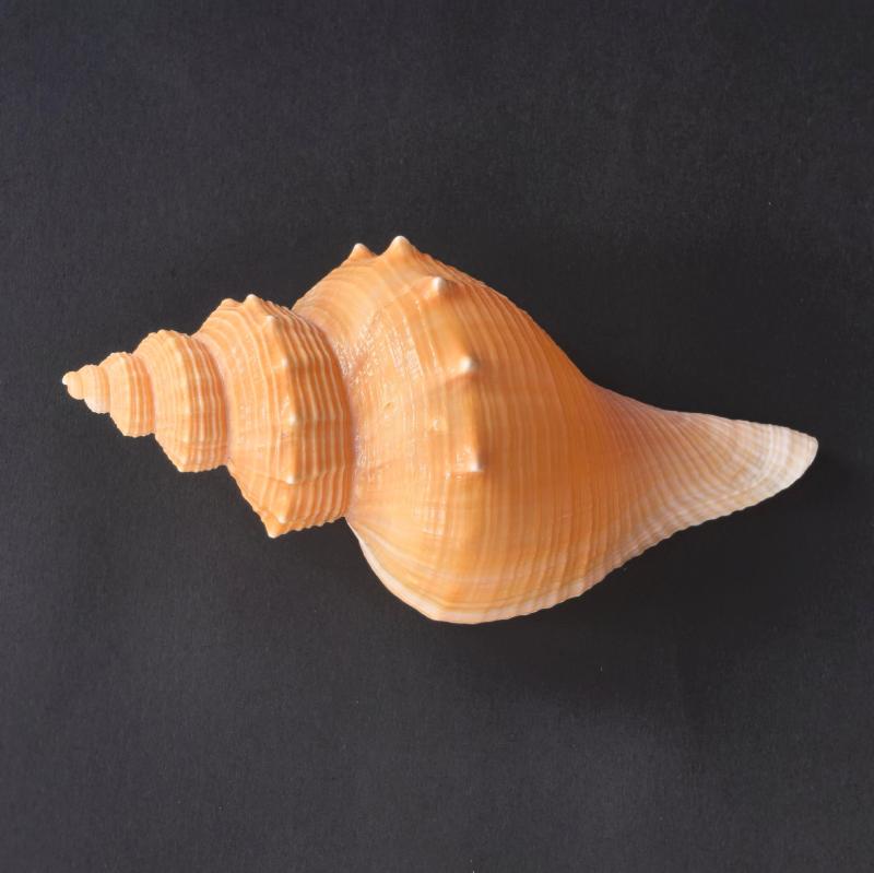 楽天市場】置物 送料無料コンク貝の置物コンク ピンク 大きい