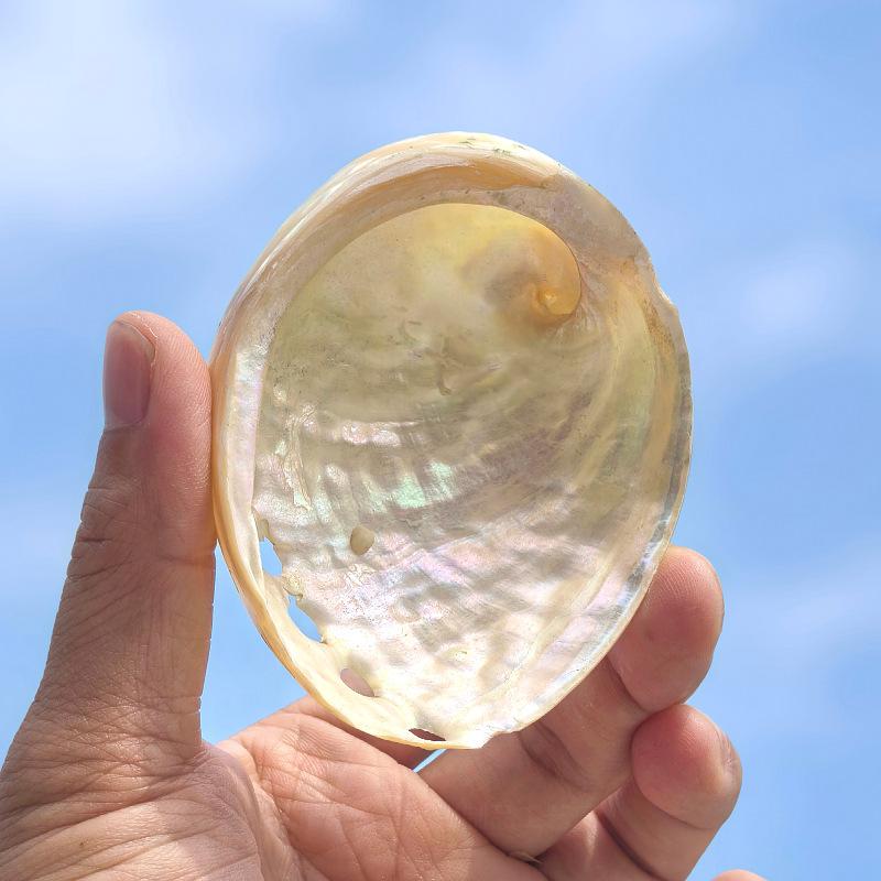 楽天市場】置物 送料無料コンク貝の置物コンク ピンク 大きい