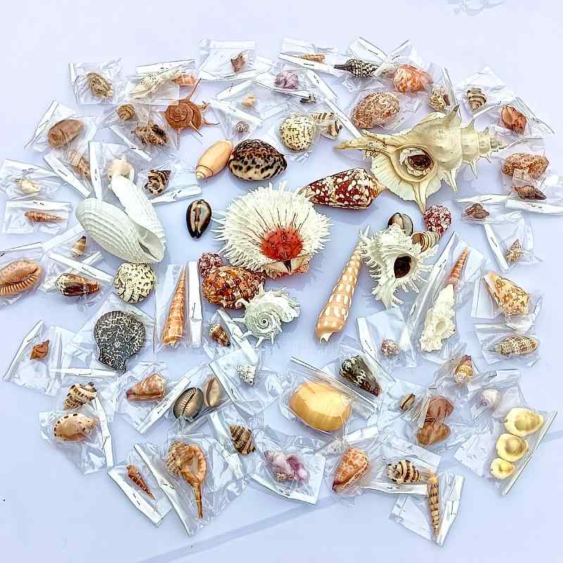 楽天市場】ホラガイ 吹ける 超大型 約22cmから40cm 天然 法螺貝 貝殻