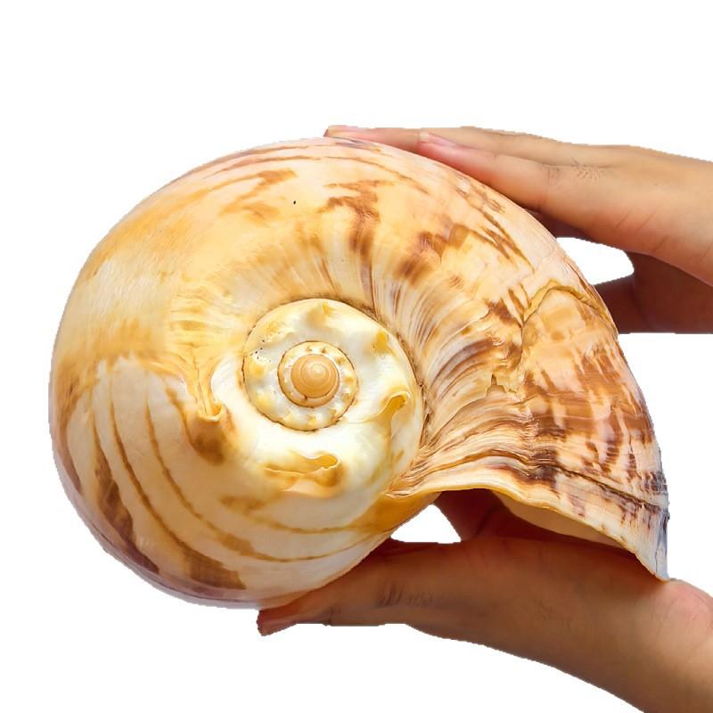 楽天市場】【インテリア！】【マッサージにお勧め！】希少貝夜光貝