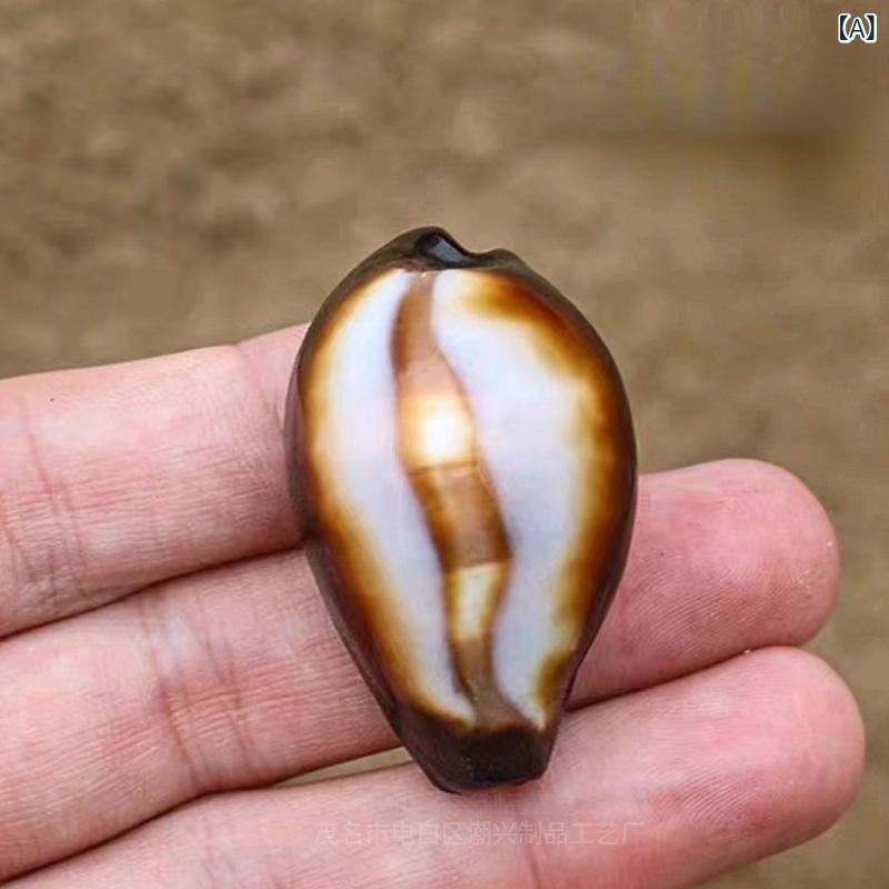 オブジェ 天然 希少 巻貝 貝殻 瑪瑙タカラガイ 標本 水槽 アクアリウム レイアウト ディスプレイ インテリア 飾り 置き物 プレゼント コレクション