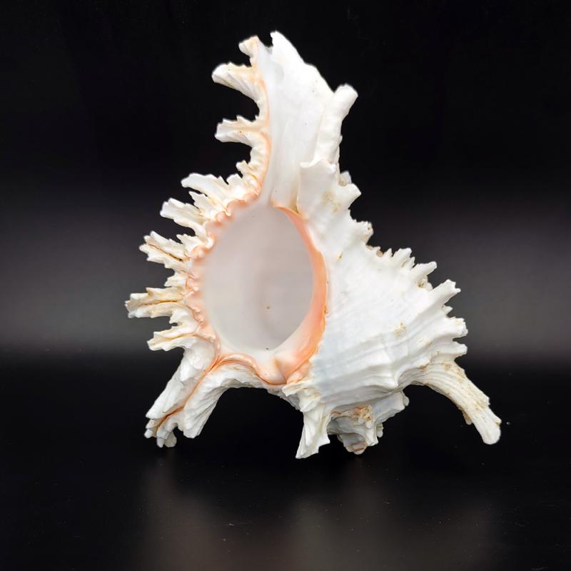 楽天市場】巻貝 標本 天然 希少 イルカトゲツノガイ シェル 水槽