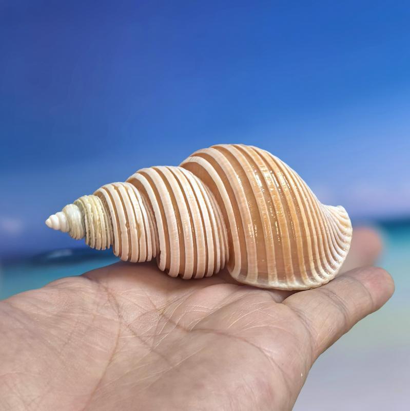 楽天市場】貝殻標本風オブジェ特大サイズ、貝はなんと36種類幅約