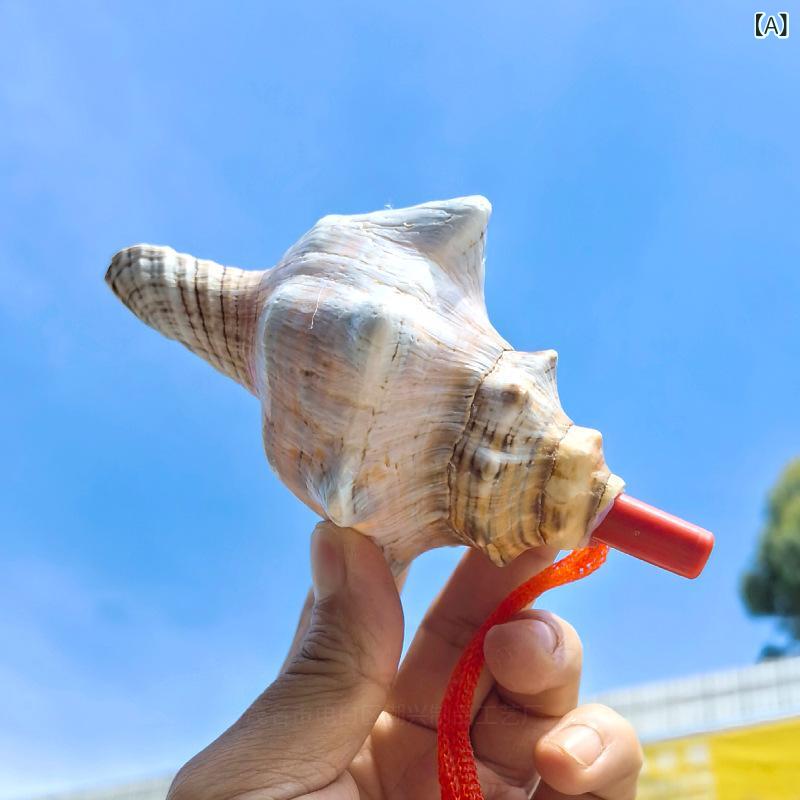 楽天市場】ホラガイ 吹ける 超大型 約22cmから40cm 天然 法螺貝 貝殻