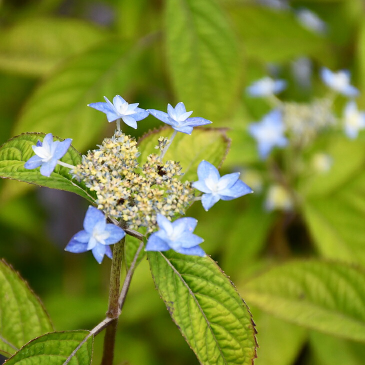 楽天市場 アジサイ 山紫陽花 苗 七段花 しちだんか 5号ポット苗 山アジサイ 紫陽花 品種 苗木 庭木 植木 花木 落葉樹 低木 日陰 苗木の専門店 グリーンでｇｏ