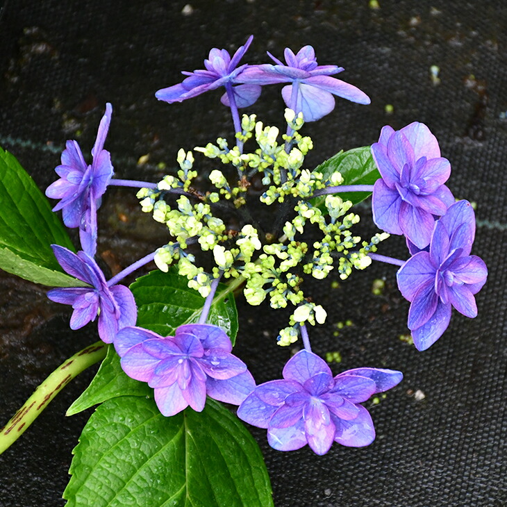 超レア　輸入アジサイ　サムライ　挿し木苗① 楽天市場】アジサイ 苗 【ガーデンアジサイ 紫式部】 5号ポット苗