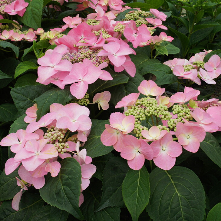 楽天市場 アジサイ 苗 ガーデンアジサイ 茜月 5号ポット苗 紫陽花 品種 苗木 庭木 植木 花木 落葉樹 低木 日陰 加茂セレクション 苗木の専門店 グリーンでｇｏ