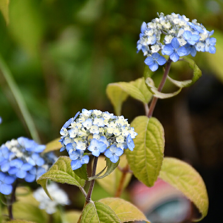 楽天市場 アジサイ 山紫陽花 苗 津江の小でまり 5号ポット苗 山アジサイ 紫陽花 品種 苗木 庭木 植木 花木 落葉樹 低木 日陰 苗木の専門店 グリーンでｇｏ