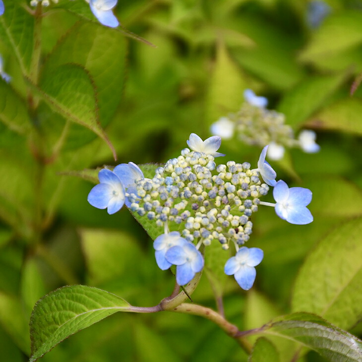 山紫陽花苗 楽天市場】アジサイ 山紫陽花 苗 【舞妓】 5号ポット苗 山