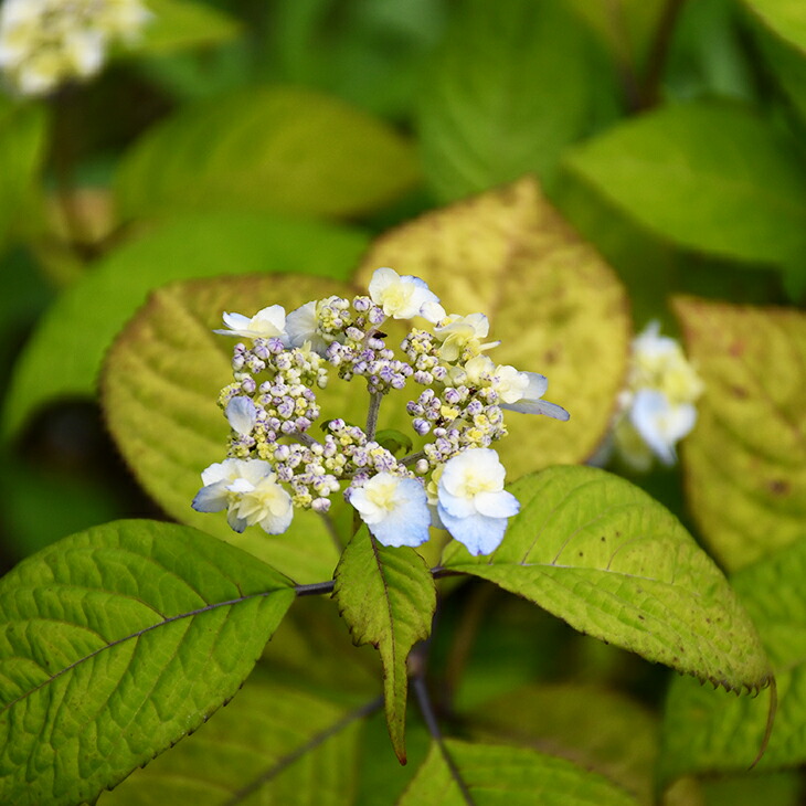 楽天市場 アジサイ 山紫陽花 苗 八重咲甘茶 5号ポット苗 山アジサイ 紫陽花 品種 苗木 庭木 植木 花木 落葉樹 低木 日陰 苗木の専門店 グリーンでｇｏ