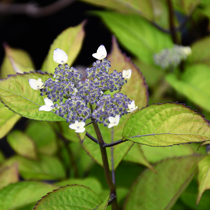 楽天市場 アジサイ 山紫陽花 苗 富士の峰 5号ポット苗 山アジサイ 紫陽花 品種 苗木 庭木 植木 花木 落葉樹 低木 日陰 苗木の専門店 グリーンでｇｏ