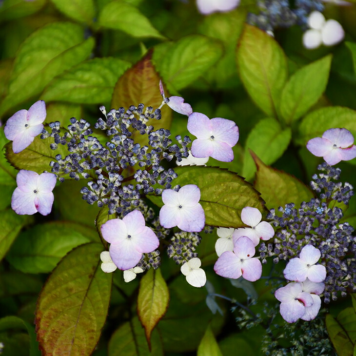 楽天市場 アジサイ 山紫陽花 苗 富士の峰 5号ポット苗 山アジサイ 紫陽花 品種 苗木 庭木 植木 花木 落葉樹 低木 日陰 苗木の専門店 グリーンでｇｏ