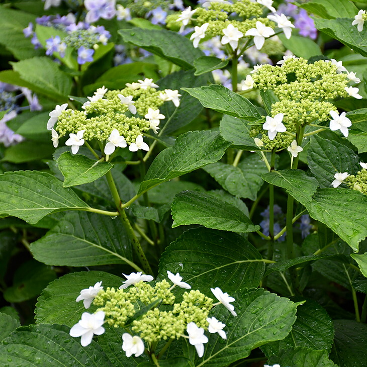 在庫処分特価 送料無料 60本セット アジサイ クレナイ 樹高0 3m前後 15cmポット 紅 紫陽花 あじさい くれない 苗木 植木 苗 庭木 生け垣 花を楽しむ木 初夏に花を咲かせる植木特集 おしゃれ Www Hbleisure Com