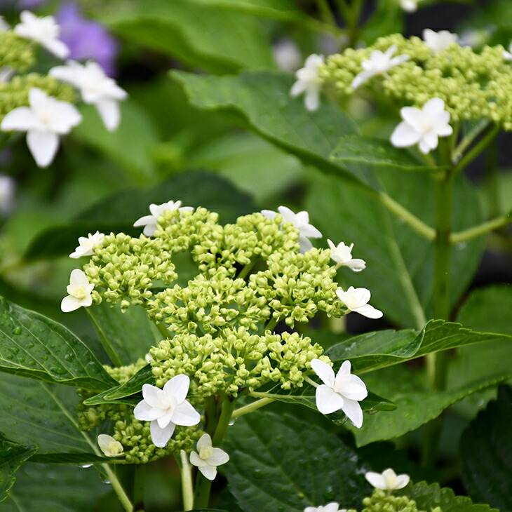 在庫処分特価 送料無料 60本セット アジサイ クレナイ 樹高0 3m前後 15cmポット 紅 紫陽花 あじさい くれない 苗木 植木 苗 庭木 生け垣 花を楽しむ木 初夏に花を咲かせる植木特集 おしゃれ Www Hbleisure Com