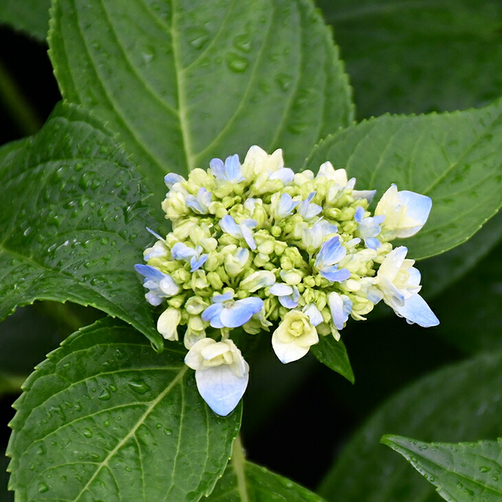 楽天市場 アジサイ 苗 ガーデンアジサイ キュート 5号ポット苗 紫陽花 品種 苗木 庭木 植木 花木 落葉樹 低木 日陰 加茂セレクション 苗木の専門店 グリーンでｇｏ