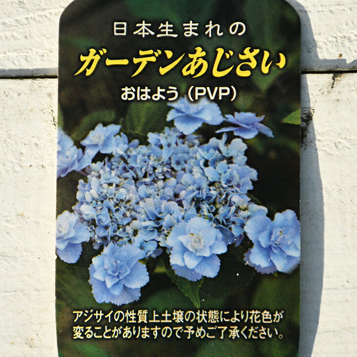 【楽天市場】アジサイ 苗 【ガーデンアジサイ おはよう】 ポット苗 紫陽花 品種 苗木 庭木 植木 花木 落葉樹 低木 日陰 加茂セレクション :  苗木の専門店 グリーンでＧＯ！