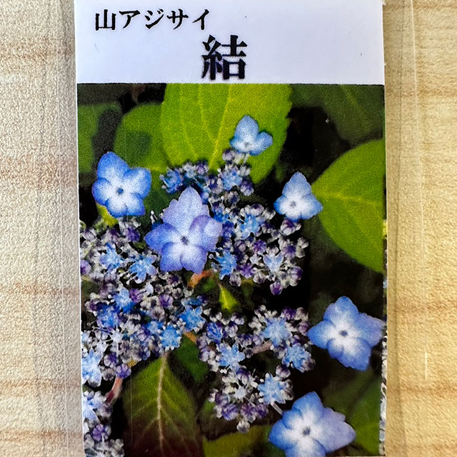 あじさい様用 tn06-649-01.jpg