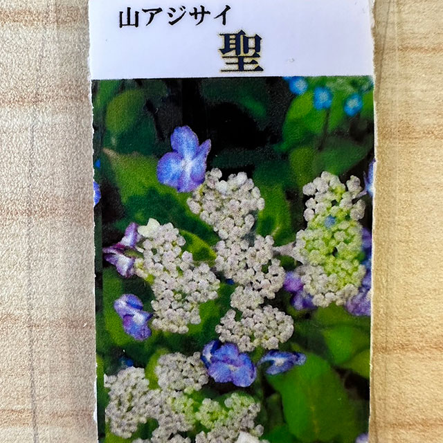 楽天市場】アジサイ 山紫陽花 苗 【八重白扇 （やえはくせん）】 5号