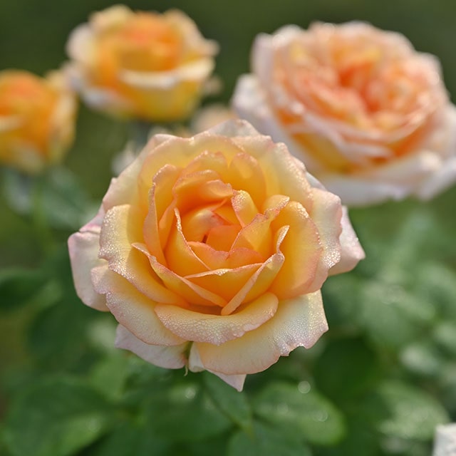 楽天市場】バラ 苗 デルバール 【ラリ デ ガゼル （HT） ［登録品種