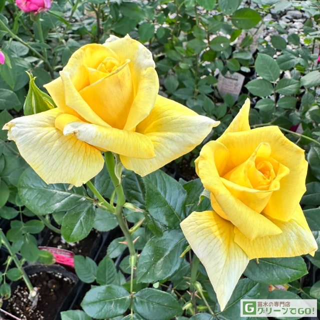 楽天市場】バラ苗 【つるバラ 赤不二 （ドルシュキ ルブラ） (CL) 中