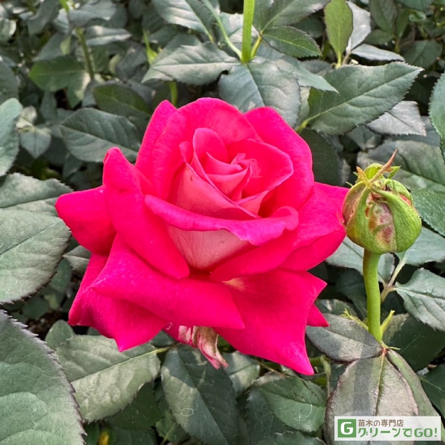 楽天市場】バラ苗 【つるバラ 赤不二 （ドルシュキ ルブラ） (CL) 中